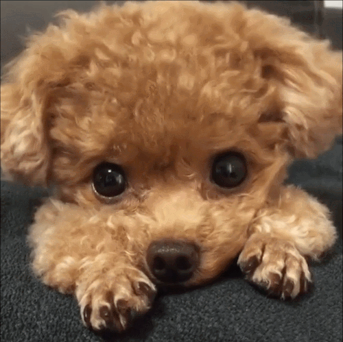 fuckdragonballz:Tiny Brown Puppy Gif Set X