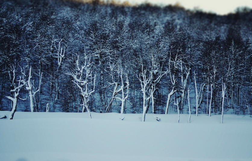natureac:  This blog will make you feel at peace 