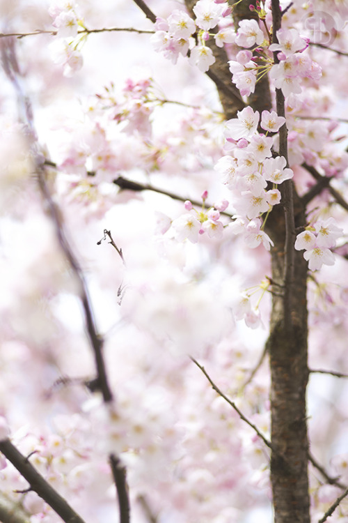 glasshalfdelicious: Celebrating The Cherry Blossom© 2017 Glass Half Delicious (glasshalfdelicio