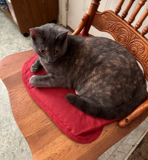 Cleopatra Told Me To Find Another Chair