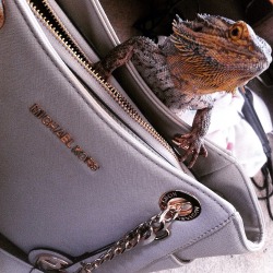 expensivetastexox:  He loves sitting on my bags 💗