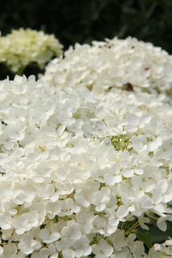 greenreblooming:  plants for florescence_white