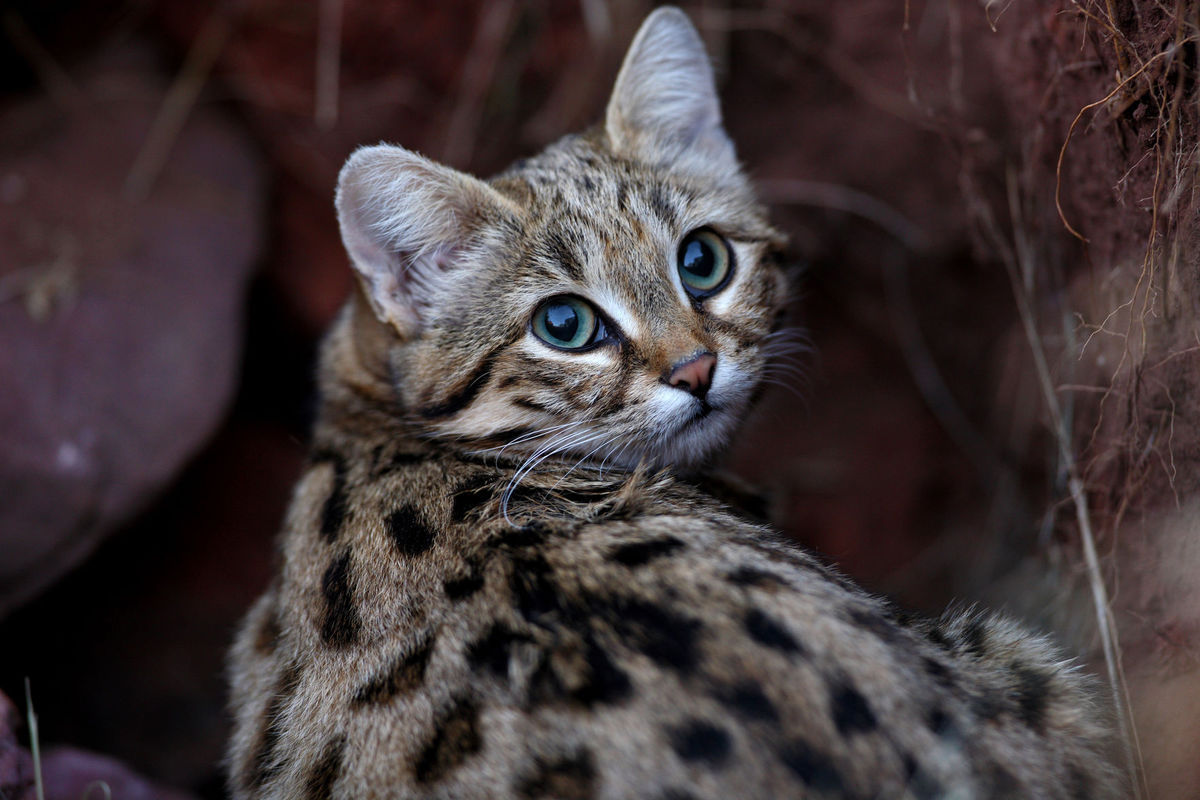 end0skeletal:The black-footed cat (Felis nigripes) is both the smallest African