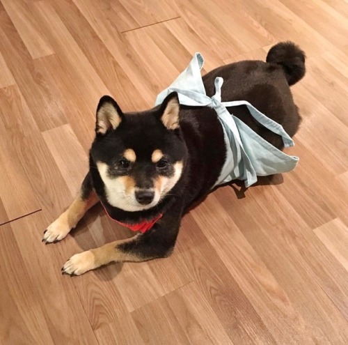 mustardtigress:shiba sam puts on her apron to help bake her sister’s birthday cakeThe implications o