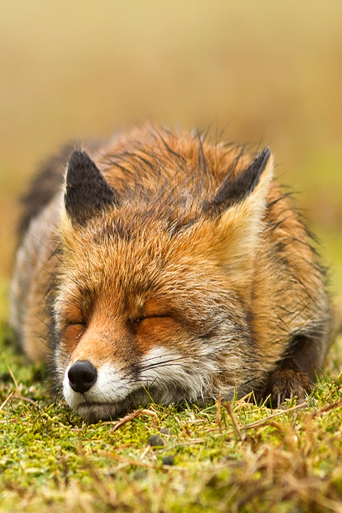 wonderous-world: Zen Fox by Roeselien Raimond