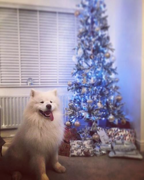 stevenmckinnon:Look at my boy! 😄 #dogs#animals#domestic animals#mammals#Christmas#rb stevenmckinnon