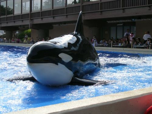 Gender: FemalePod: N/APlace of Capture: Born at SeaWorld of CaliforniaDate of Capture: Born Septembe