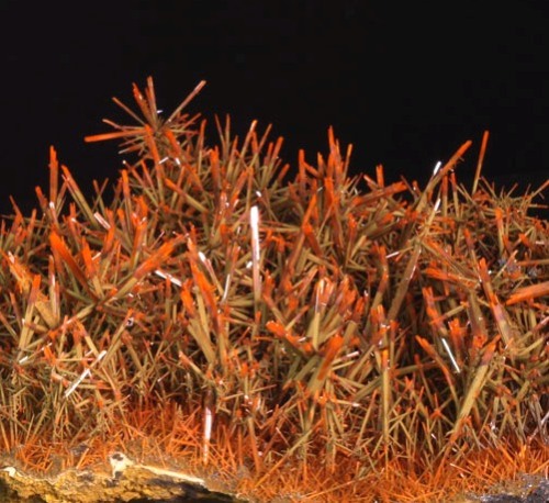 Crocoite - Adelaide Mine, Dundas, Tasmania