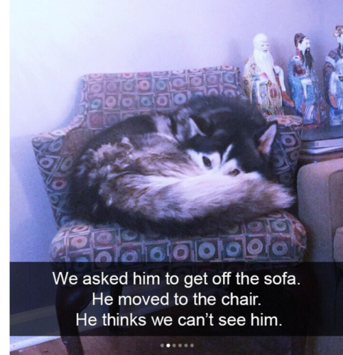 babyanimalgifs: Cute dog snapchats that will make your day better