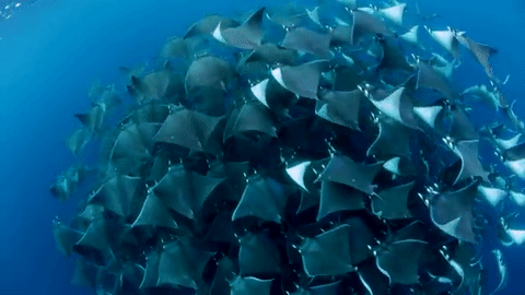 nubbsgalore:  closely related to sharks but with long, flat bodies and wing-like
