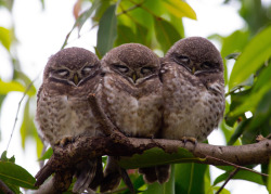 owlsday:  Spotted Owlets