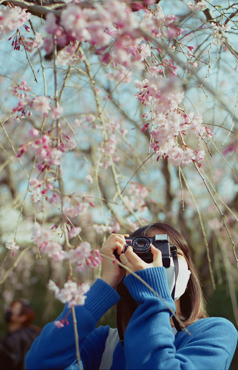 cherry blossoms