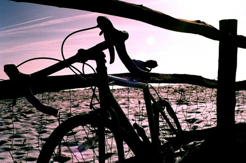 paul-fordphoto:  Steed.