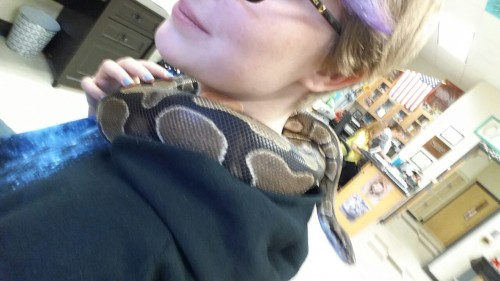 1wildmuffin:My silly snoot is a secret scarf. @william-snekspeare