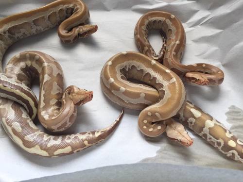 fattynoodles:  Raw chicken no more! These T+ Borneos (Python breitensteini) have turned a wonderful 