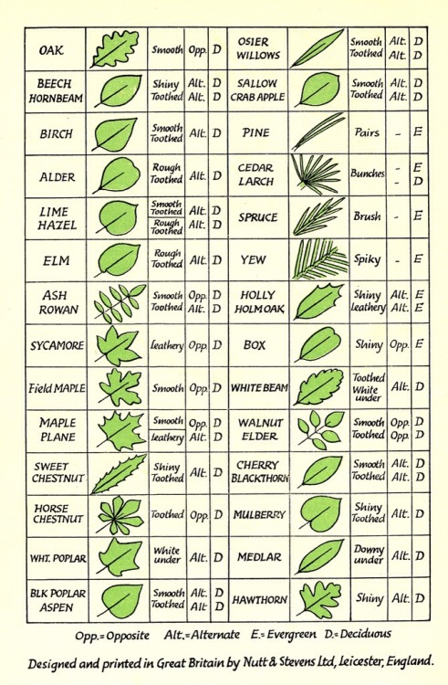 bastard-woodsman:Leaf/tree identification guide by Nutt &amp; Stevens Ltd., Leicester, England