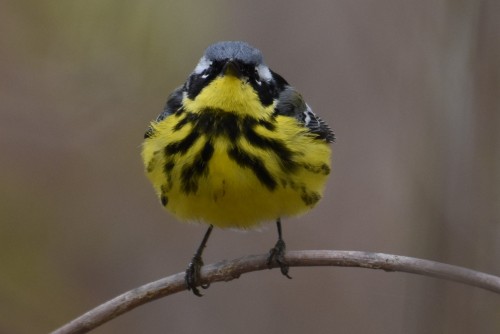 I&rsquo;m finally starting to see magnolia warblers. At this point warbler migration should be i