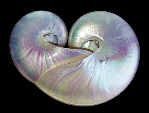 libutron:Chambered Nautilus - Nautilus pompiliusShells of the Chambered Nautilus, Nautilus pompilius