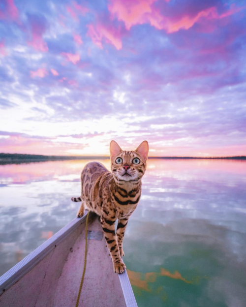 animals-addiction:Meet the adventure cat “Sukiicat” adult photos