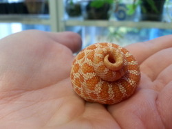 omg-snakes:  omg-snakes: I found this weird big snail shell in my hognose snake’s enclosure today. I’ve never seen anything like it before. I wonder what kind of snail this is?Wait a minute… That is not a regular snail! That’s a Gjallarhorn snail!