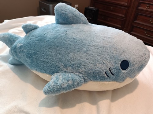 Look It's My Pet Shark Gil! I Got Him A Couple Weeks Ago But I Just Got Around To Taking Proper Pictures.