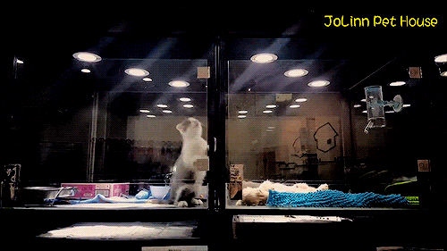 bob-belcher:  Video: Kitten Makes Great Escape to Visit Puppy 