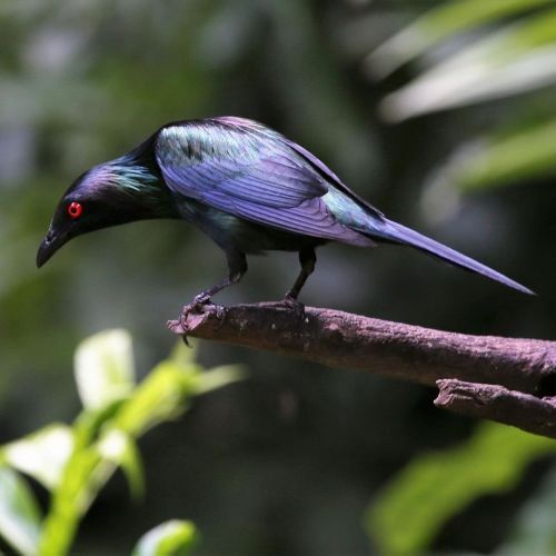 chocolateismynemesis:  amnhnyc:  Meet the Metallic Starling (Aplonis metallica). Distinguished by its iridescent sheen and bright red eyes, this bird can be spotted in parts of northeastern Australia or New Guinea. It’s a very social bird that lives