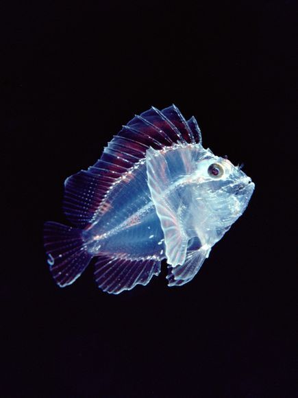 creepysheepstudio:staceythinx:Translucent Creature Photos from the National Geographic archivesBeaut