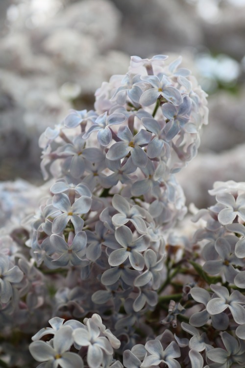 boschintegral-photo:  Lilacs 