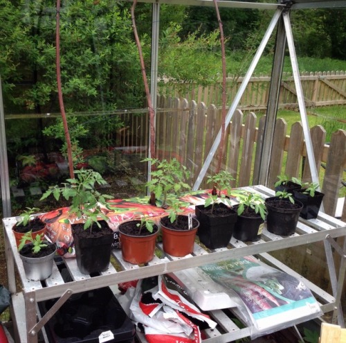 Salad toms in pots and Beefsteak in gro-bag