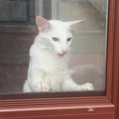 raejin99:pangur-and-grim:Grim’s harness training is going well! after pawing at the screen door for 