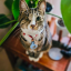 vintageantiqueowl