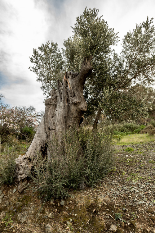 Splintered.Olive tree on Crete, 2018.