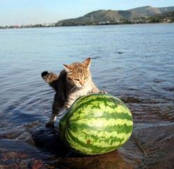 insidiouschris:  This is a cat rolling a watermelon out of a lake…Your argument is now invalid. 