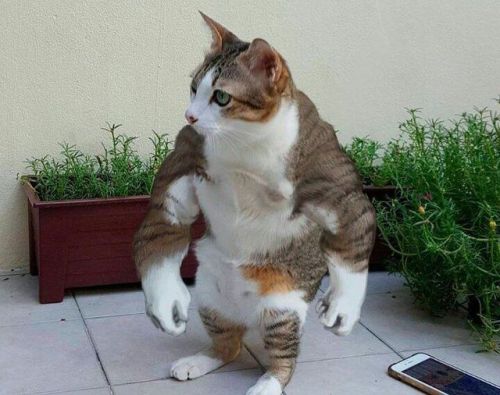 der-hornmeister:“Khajiit has gains“ It&rsquo;s a little known fact that back in his 