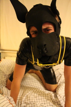 tofskipup: *confused puppy* Tofski xx 