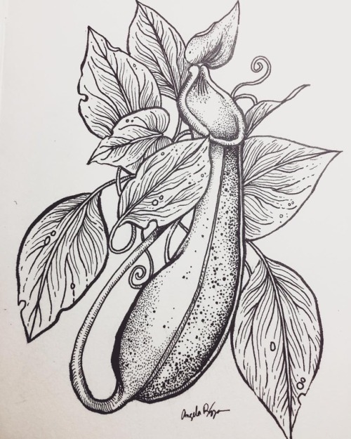 Quick pitcher plant sketch! - #ink #illustratorsofinstagram #illustration #illustratorsoninstagram #
