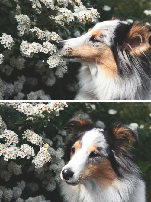 samthesheltie:flowers lover Sam