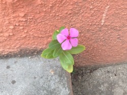 sunnei:  Little flower in the sidewalk crack