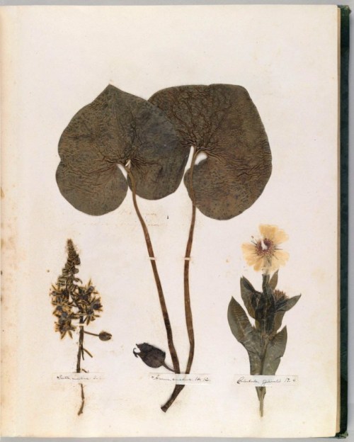 (via Emily Dickinson’s Herbarium: A Forgotten Treasure at the Intersection of Science and Poet