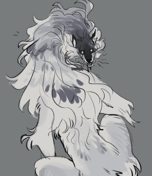 another long, lanky werewolf with their back to the viewer, head turned to stare at the viewer in a slight snarl with their tongue sticking out. their limbs and neck are strangely long and their silvery fur is very flowy and soft looking.