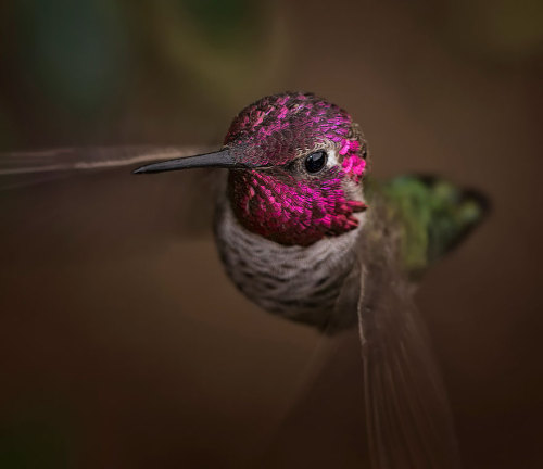 crossconnectmag: Vivid Hummingbird Close-ups Reveal Their Incredible BeautyWhen it comes to birds, t