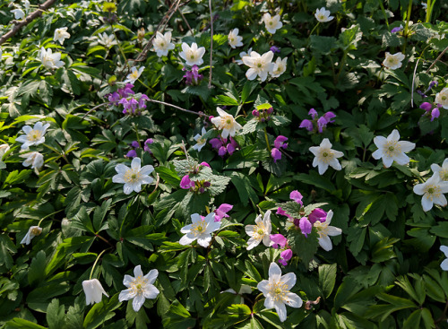 Lamium purpureum, Lamiaceae & Anemone nemorosa, Ranuncolaceae I have already written about the d