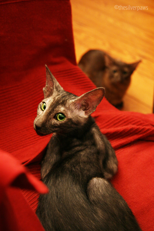 thesilverpaws:Faolan on the day he moved in with us with Sambucca glowering in the background.&ldquo