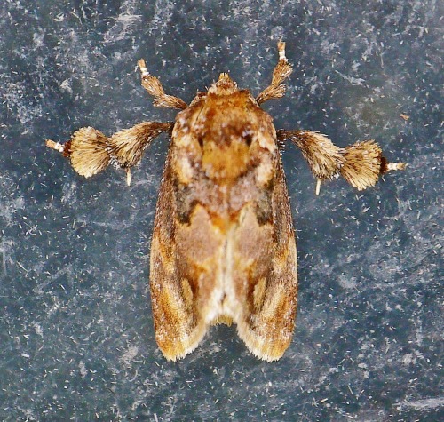 onenicebugperday:Spun glass slug moth,Isochaetes beutenmuelleri,LimacodidaeLike many slug moth speci