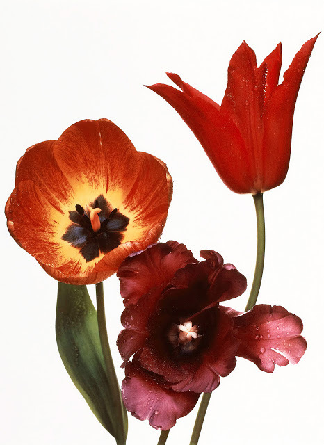 novr:  Irving Penn 