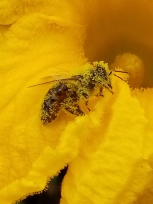 fhlowerz:redacted-metallum:Hey I saw a bee on my walk and I love her