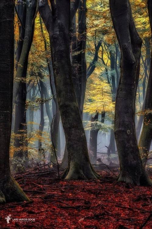 legendary-scholar:  Autumn, Speulder Forest in The Netherlands.