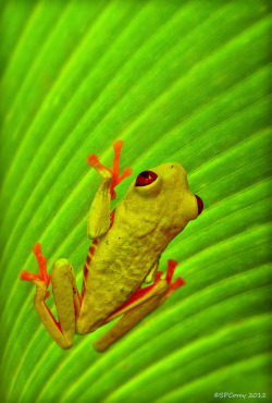 drxgonfly:  Red-eyed Tree Frog by Steve Corey