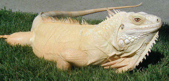 cruiserswagger:  ainawgsd:  Leucistic amphibians and reptiles Leucism (loo-si-zem)